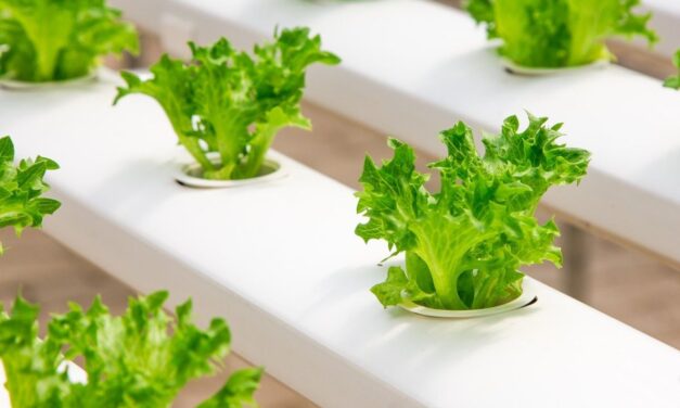 Lampy LED do uprawy roślin – nowoczesna technologia przyszłością w żywieniu?